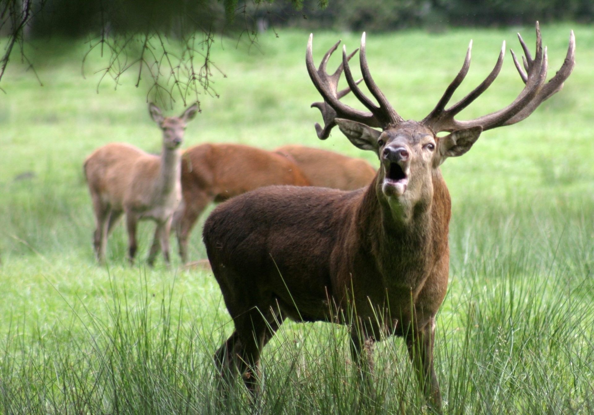 Gartow Wildlife Enclosure – deer in the forest