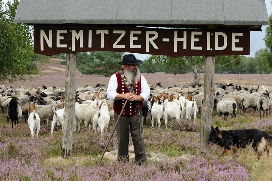 Nemitz Heath with shepherd and flock