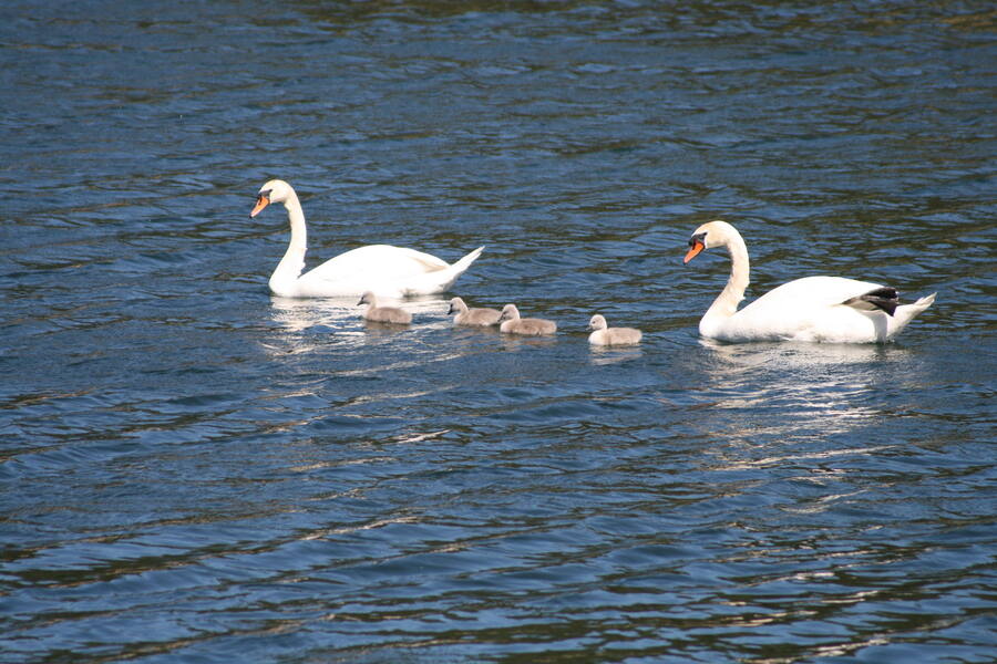 Swan family on Lake Gartow